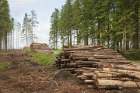 Новое в борьбе с незаконными вырубками древесины