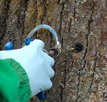 Стволовые инъекции деревьев
